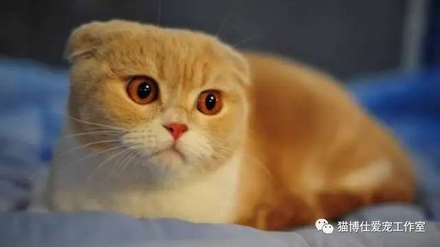 照顾小猫咪日常生活,怎么照顾小猫咪最好的方法