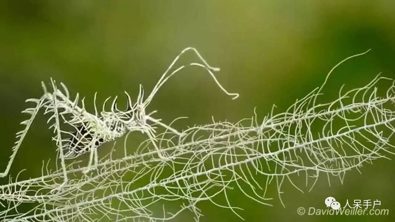 集结拍案称奇的拟态大师