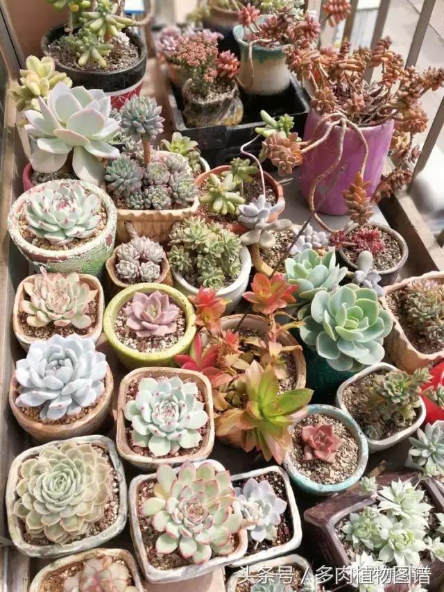 入坑半年的经历,入坑五个月总结