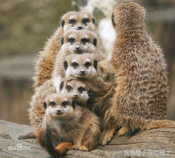 平头哥怕哪种蟒蛇的毒,可以杀掉平头哥的蟒蛇排名