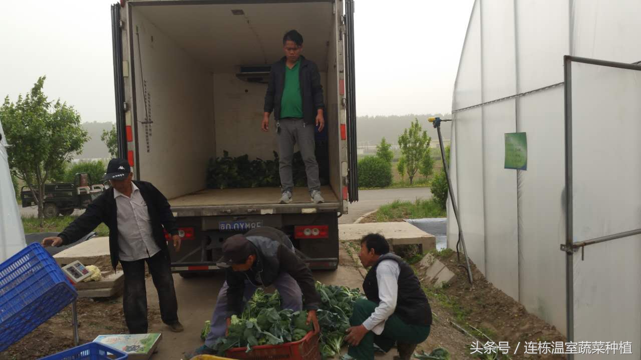 西兰花坏了是怎么样的,西兰花损耗大的原因