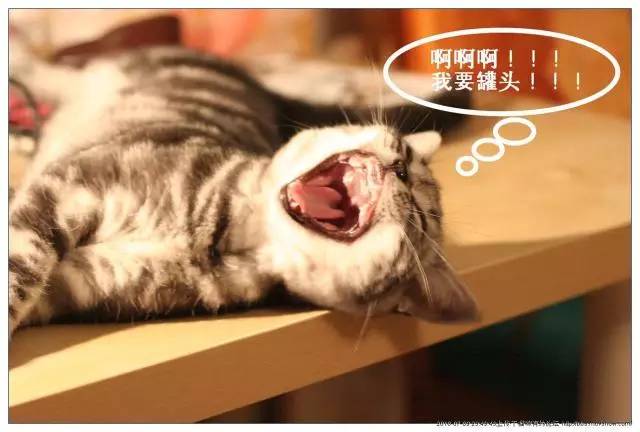 帮猫咪梳毛猫毛满天飞怎么办,给猫梳毛满天飞怎么办