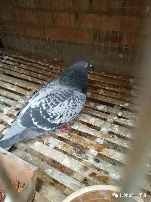 鸽子挑食甩食怎么治疗,防止鸽子甩食的最好方法