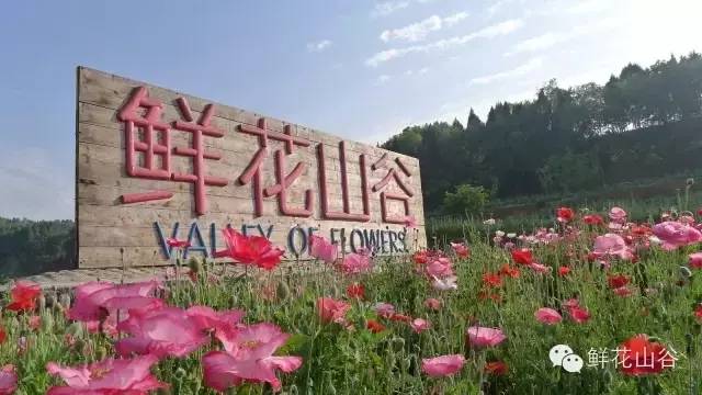 五月相约看蓝色花海,五月相约昆明蓝花楹花海