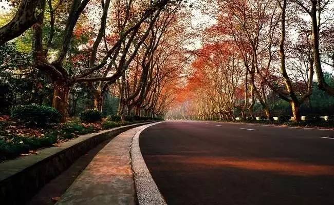 南京人被毛絮絮害惨了,今天给你一剂解药!