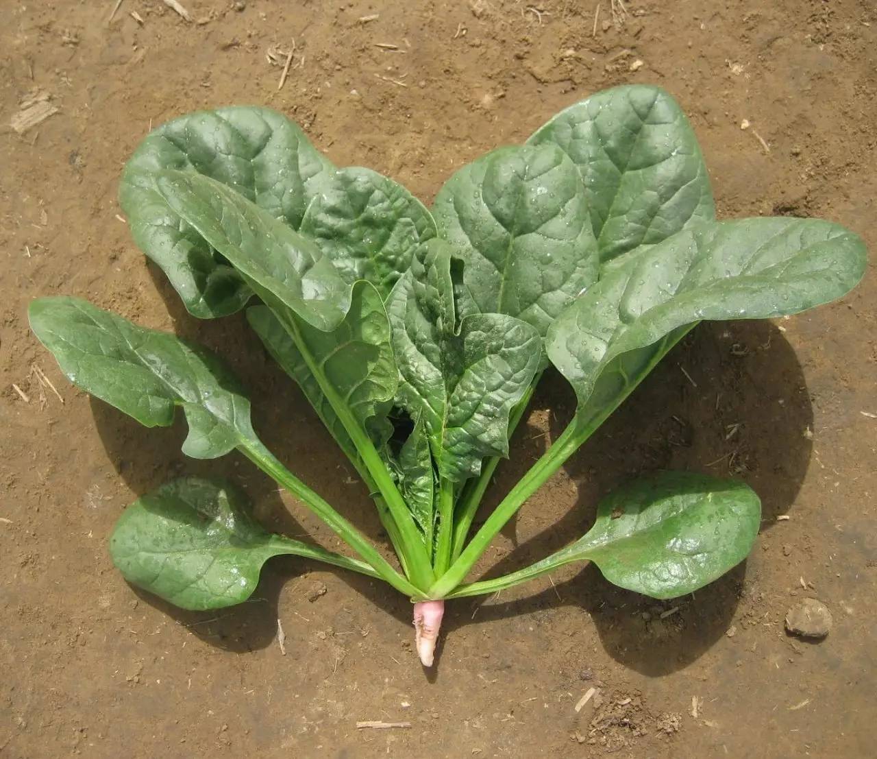 先正达24大蔬菜新品种,先正达蔬菜新品种