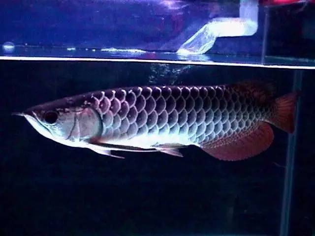 过背金龙和高背金龙的区别,高背金龙跟过背图片对比