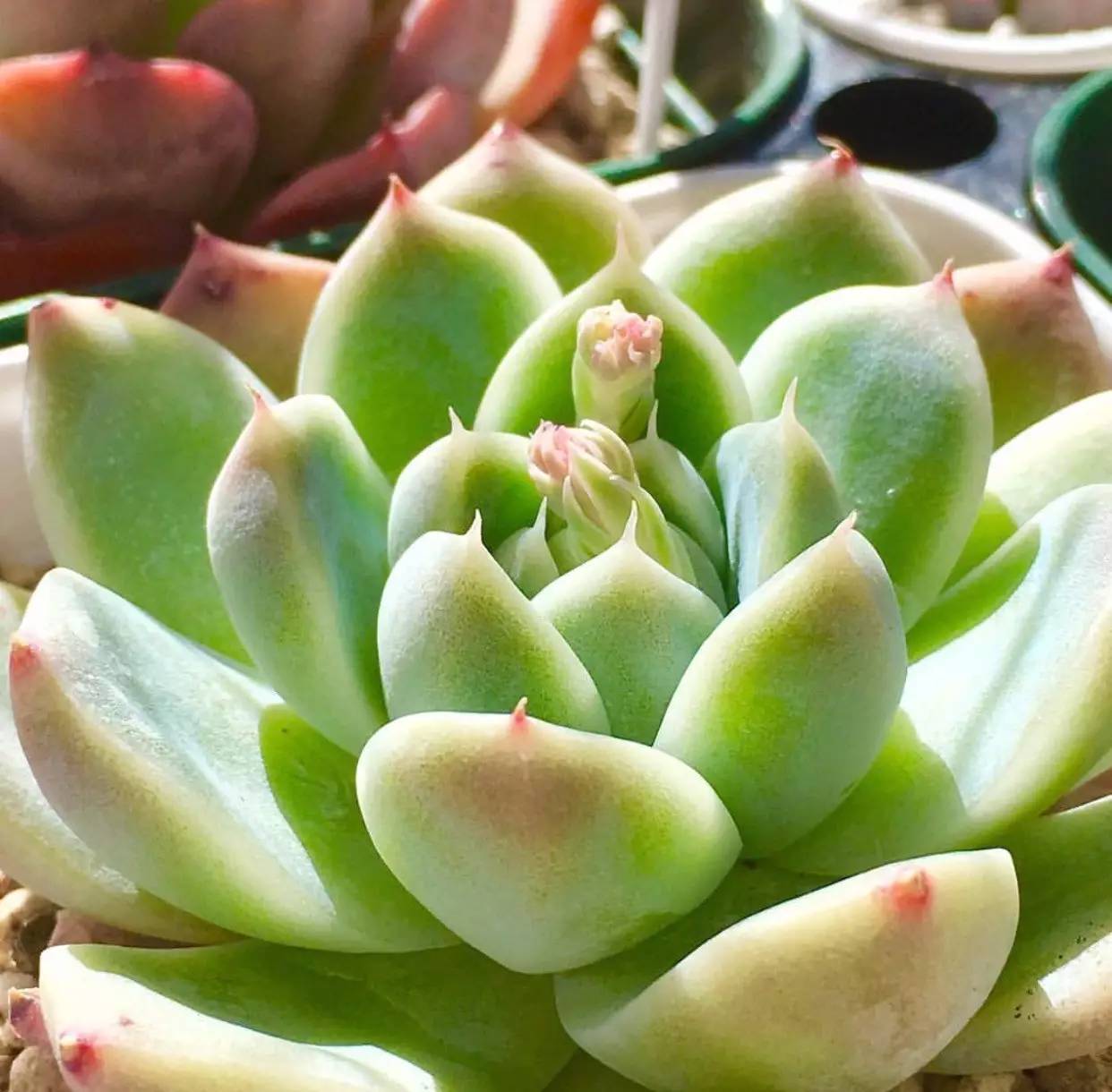 滚蛋吧，黑腐君！深度解析黑腐成因和解决之道