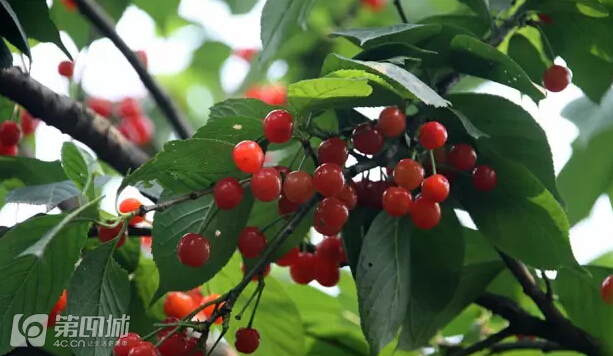 成都龙泉樱桃采摘地点附近,成都樱桃枇杷都能摘的地方