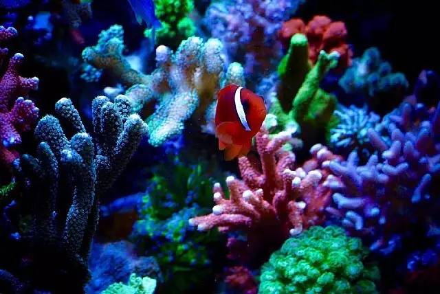 红树海缸,适合海缸的红树品种