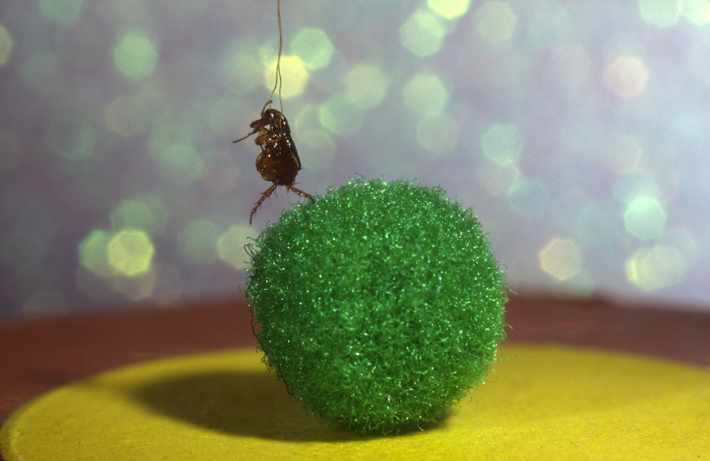 「UpToDate」春夏之交，这些臭虫蜱虫螨虫隐翅虫……又出来咬人了