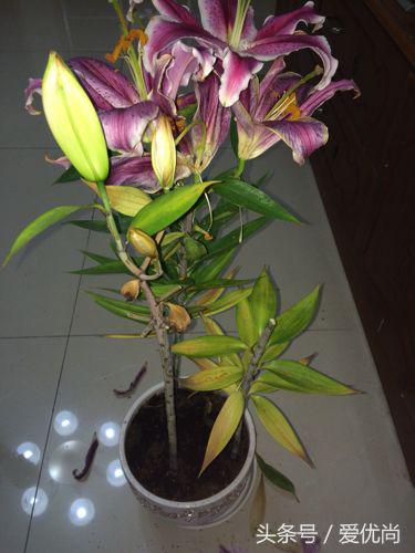 百合花怎么养最合适,百合花怎么养最好