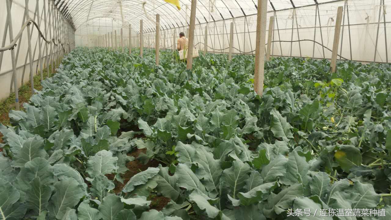 西兰花坏了是怎么样的,西兰花损耗大的原因