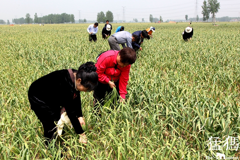 河南蒜农滞销紧急助农,大蒜20万吨订单