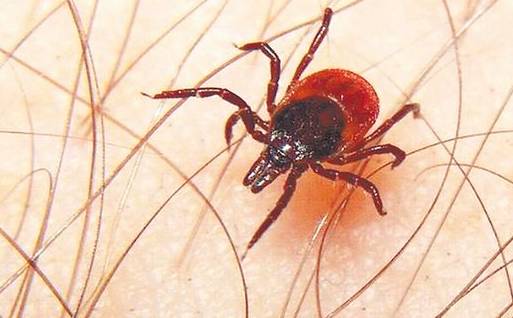 蚊子皮肤细菌感染溃烂,蚊虫叮咬可以拍吗