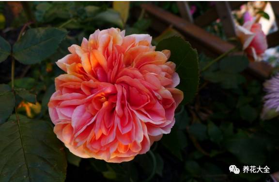 最美的十款月季品种推荐 (十种绝美的月季)