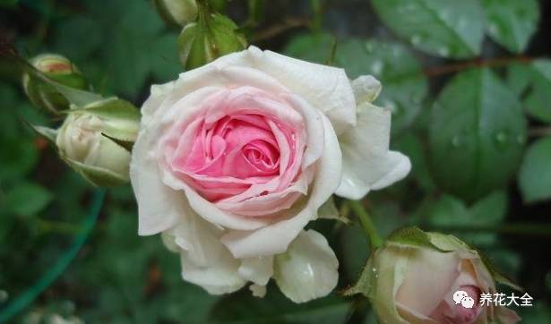 最美最高端的30款月季 (十种绝美的月季)