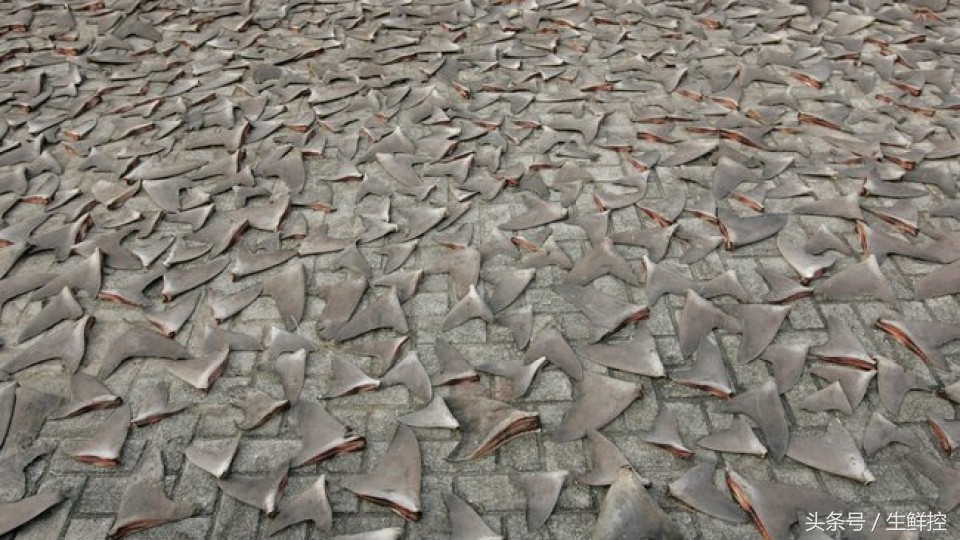 禁止吃鱼翅!告诉你9个关于鲨鱼翅贸易的真相