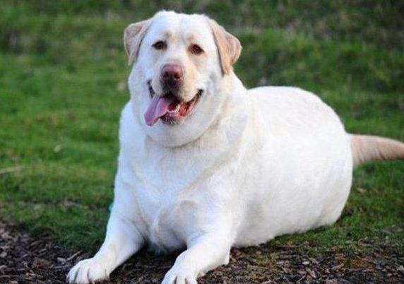 狗狗中暑了怎么办最快解决方法,天气这么热的狗都中暑了