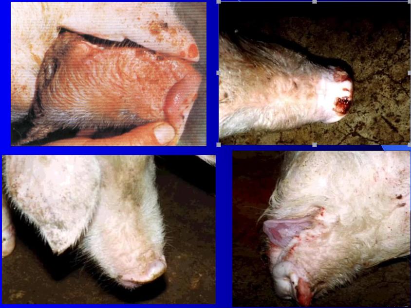 如何预防口蹄疫烂蹄子,口蹄疫防治知识问答