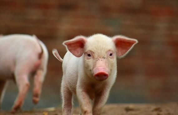 猪体温高不吃食怎么治,猪体温低的治疗药