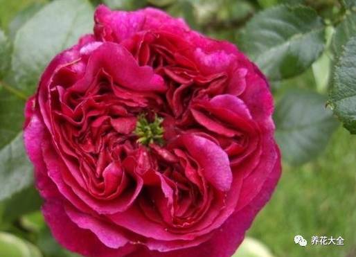 最美最高端的30款月季 (十种绝美的月季)