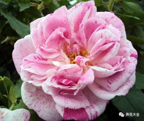 最美最高端的30款月季 (十种绝美的月季)