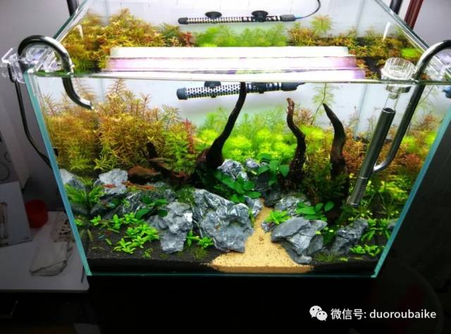 入多肉坑那些年踩过的误区,自从入了多肉坑