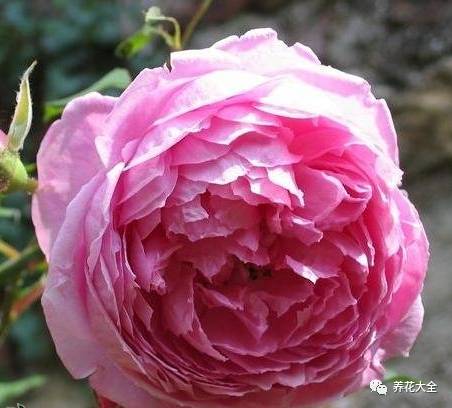 最美的十款月季品种推荐 (十种绝美的月季)