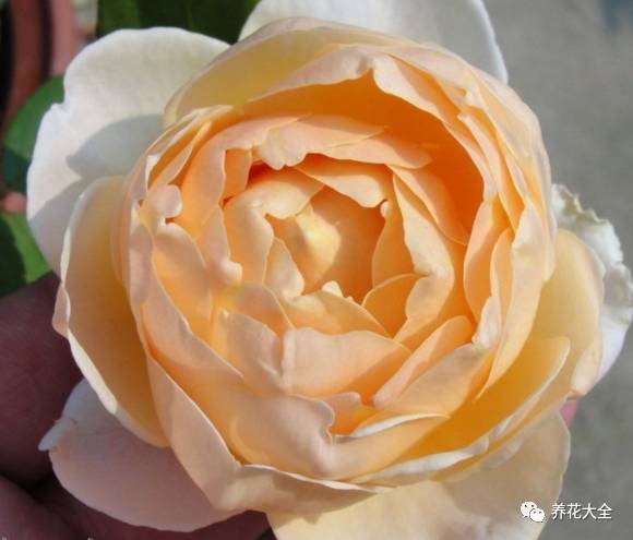 最美最高端的30款月季 (十种绝美的月季)