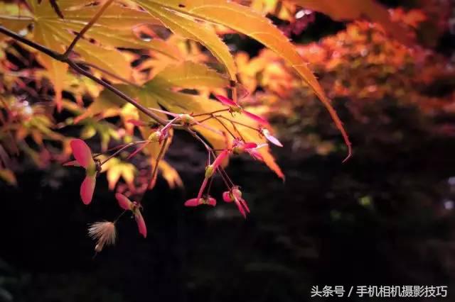 为什么你拍出来的照片很不好看,为什么拍出来的照片反过来就难看