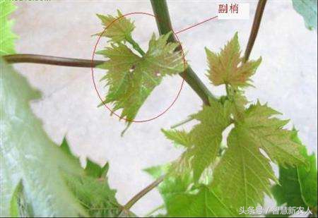 扦插葡萄苗发芽后如何管理,新栽的葡萄苗怎样管理需要打顶吗