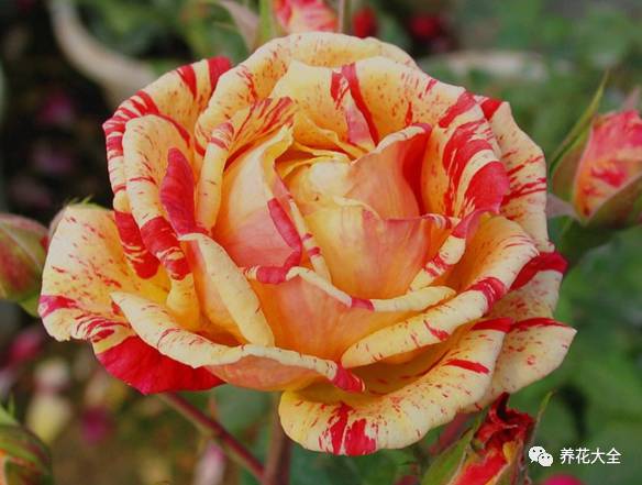 最美最高端的30款月季 (十种绝美的月季)