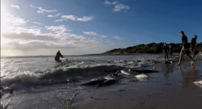 真正的野生三文鱼,我国野生三文鱼