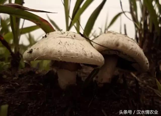 安康最正宗的食物,安康必吃的美食排行榜