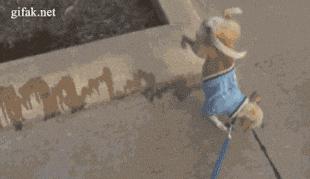 别人家狗尿我身上有什么说法,兽医谈狗尿