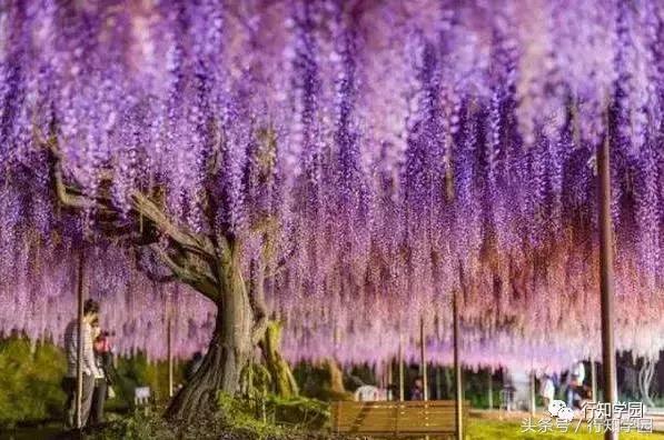 送走了樱花,去日本最梦幻公园吃紫藤花冰激凌吧