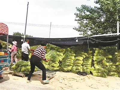 免费采摘蒜薹,蒜苔免费采摘