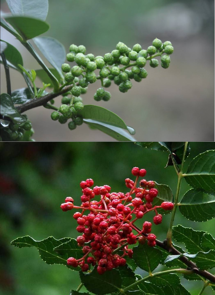 听说你们四川人有种毒，服下会有种不可描述的肉麻