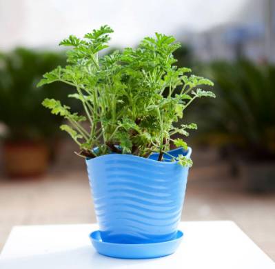 蚊子皮肤细菌感染溃烂,蚊虫叮咬可以拍吗