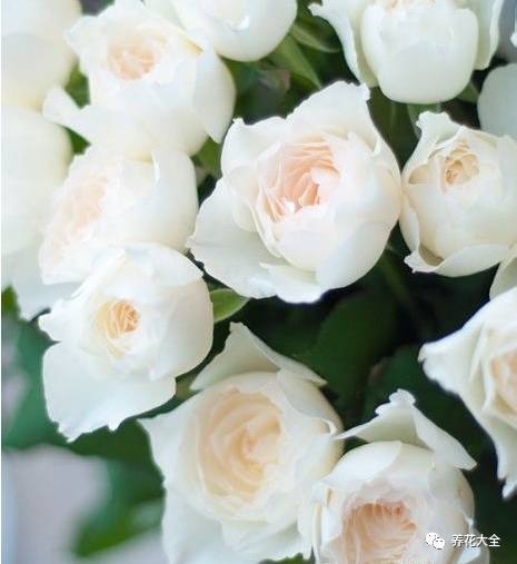 最美最高端的30款月季 (十种绝美的月季)