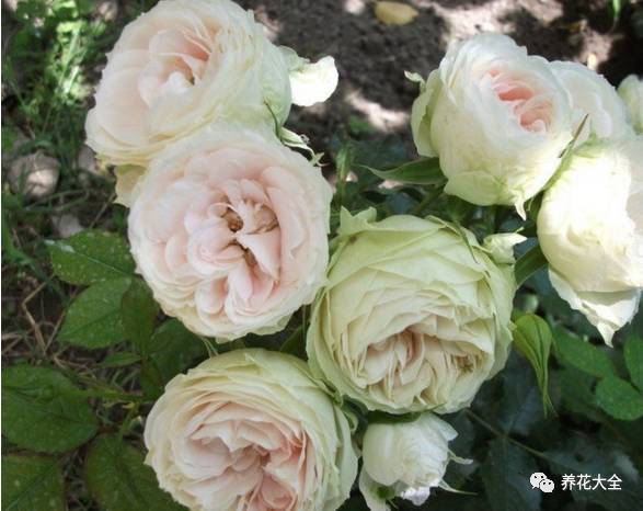 最美最高端的30款月季 (十种绝美的月季)