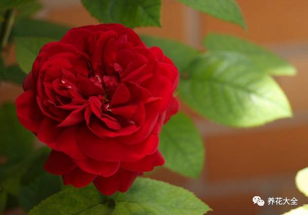 最美最高端的30款月季 (十种绝美的月季)