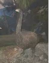 世界上有一种鸟永远不会落地,这世界上有一种鸟笨鸟先飞