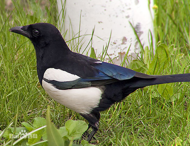 可以盘飞的最大宠物鸟,适合放养的鸟类宠物