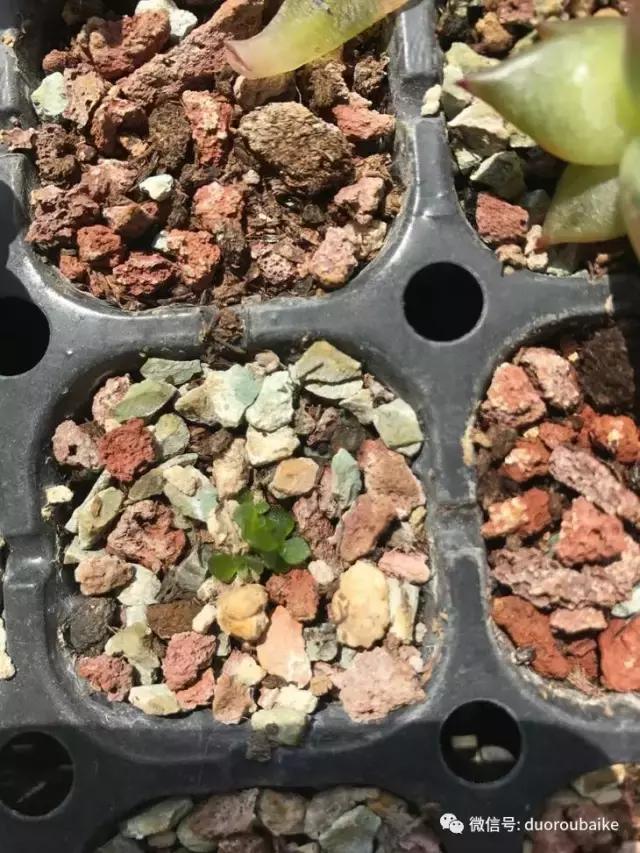 杀虫气雾剂能给多肉喷小黑飞吗,给多肉喷杀虫剂浓度高了有影响吗