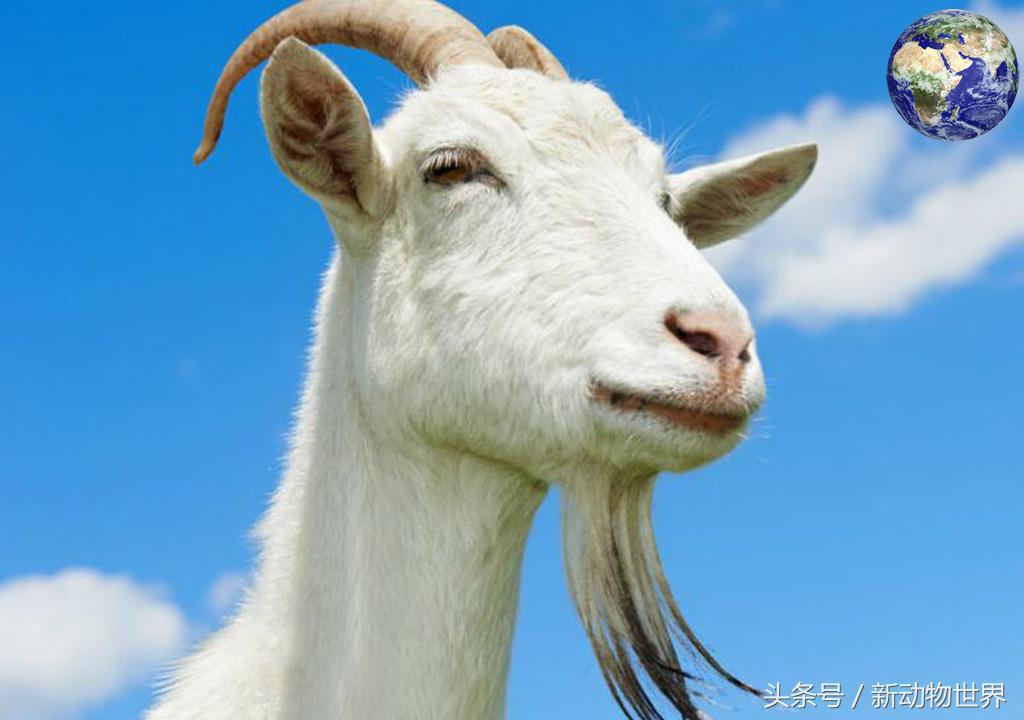 羊是牛科动物还是植物,羊是反刍性动物吗
