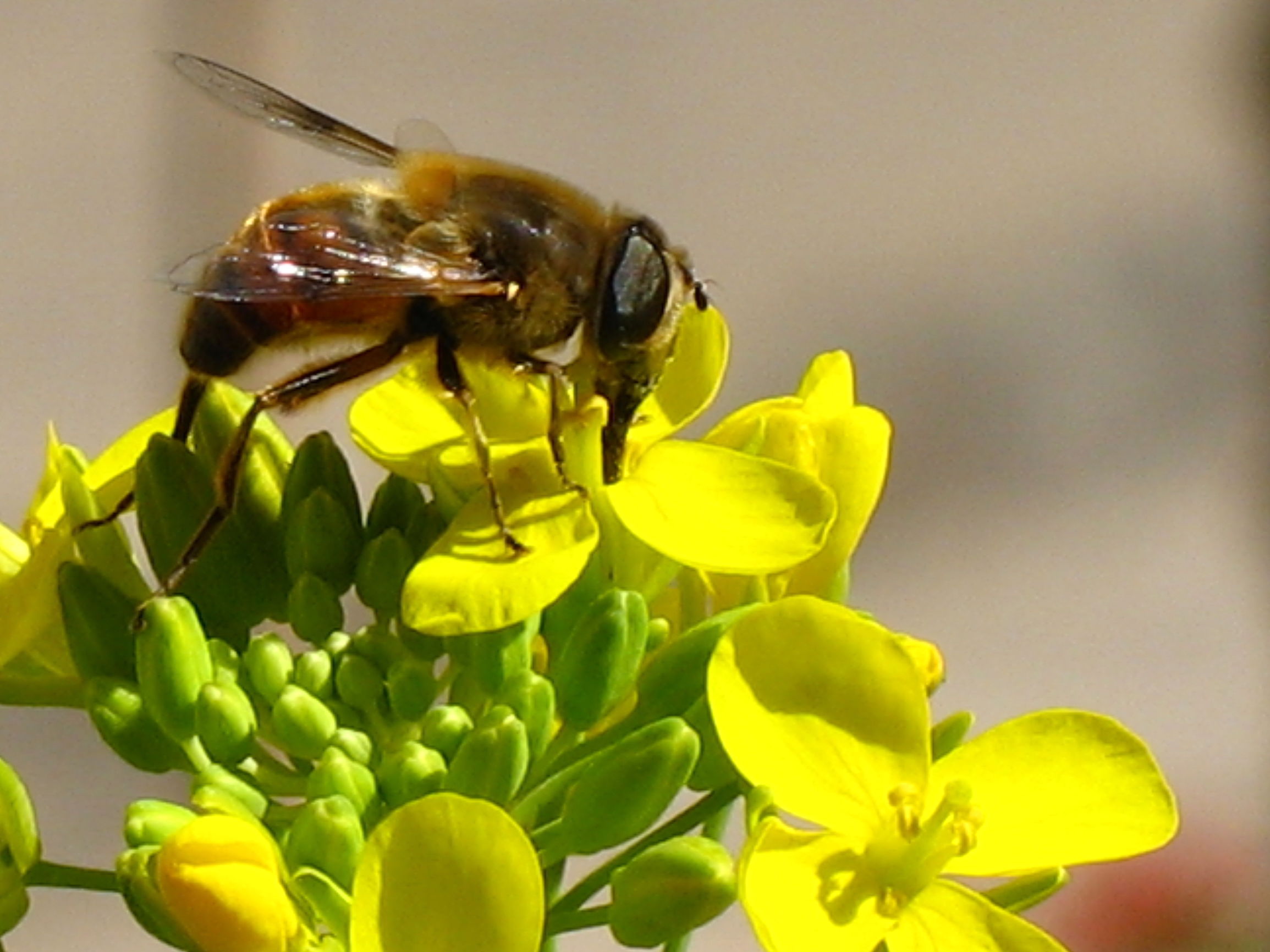待到百花成蜜时为谁辛苦为谁甜,采得百花成蜜后为谁辛苦为谁甜