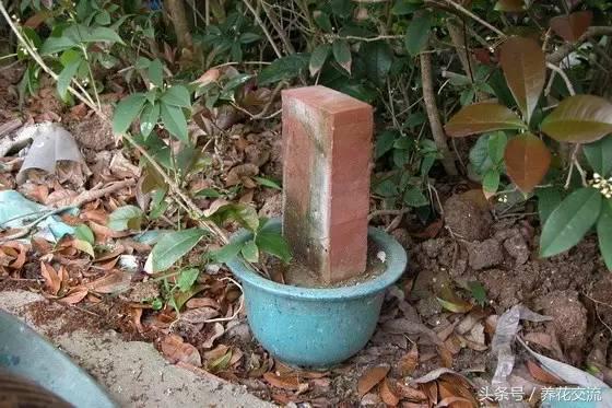 把枝条压进土壤怎么办,把枝条压进土里生根