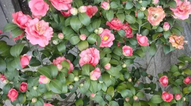 5鏈堜唤鎵︽彃浣曟椂鍙互涓婄泦,澶忓ぉ鎵︽彃鐨勬柟娉曞拰娉ㄦ剰浜嬮」